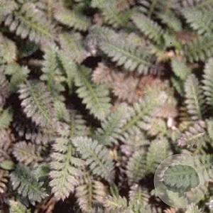 Leptinella potentillina GM P9
