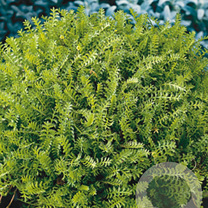 Leptinella squalida GM P9