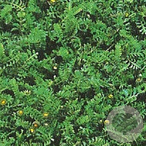 Leptinella squalida GM P9