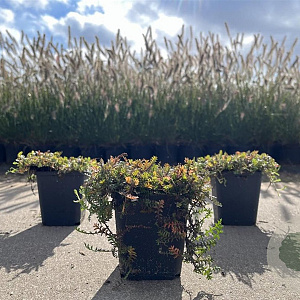 Leptinella squalida GM P9