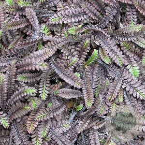 Leptinella squalida 'Platt's Black' GM P9