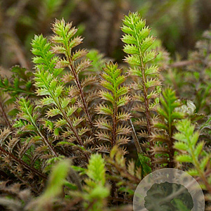 Leptinella squalida 'Platt's Black' GM P9