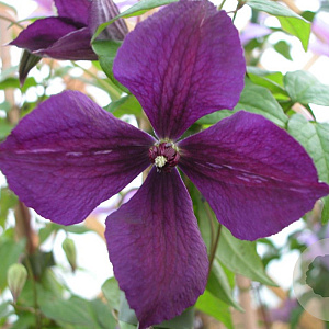 Clematis 'Negritjanka' 80 cm rozenpot 2L