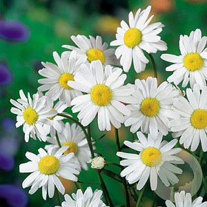 Leucanthemum (S) 'Alaska' GM P9
