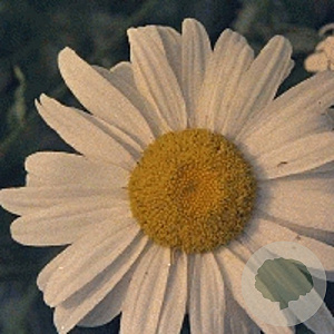 Leucanthemum (S) 'Alaska' GM P9
