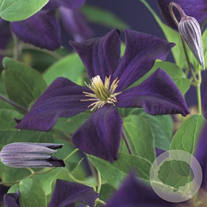 Clematis 'Romantika' 80 cm rozenpot 2L