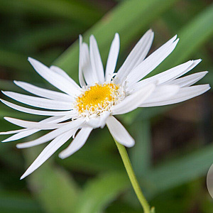 Leucanthemum (S) 'Christ. Hagemann' GM P9