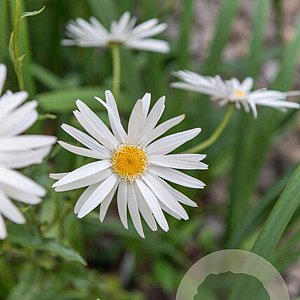 Leucanthemum (S) 'Christ. Hagemann' GM P9