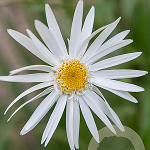 Leucanthemum (S) 'Christ. Hagemann' GM P9