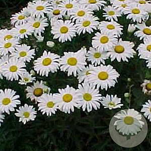 Leucanthemum (S) 'Dwarf Snow Lady' GM P9