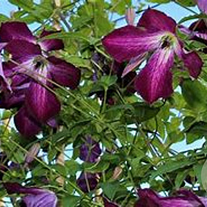 Clematis viticella 80 cm rozenpot 2L