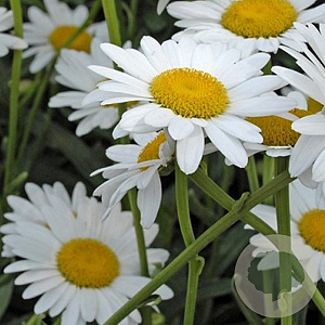 Leucanthemum (S) 'Polaris' GM P9