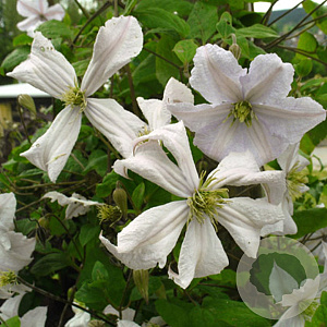 Clematis 'White Prince Charles' 80 cm rozenpot 2L