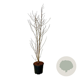 Clerodendrum trichotomum fargesii 175-200 cm 30L extra