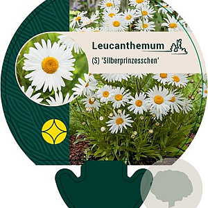 Leucanthemum (S) 'Silberprinzessche GM P9