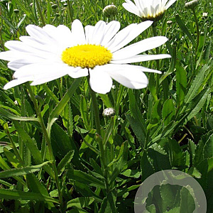Leucanthemum (S) 'Silberprinzessche GM P9