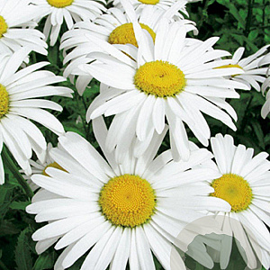 Leucanthemum (S) 'Silberprinzessche GM P9