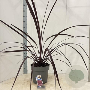 Cordyline Festival Burgundy 70-80 cm 12L