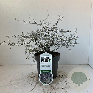 Corokia cotoneaster 40-50 cm 2,0L