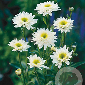 Leucanthemum (S) 'Wirral Supreme' GM P9
