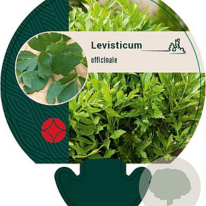 Levisticum officinale GM P9