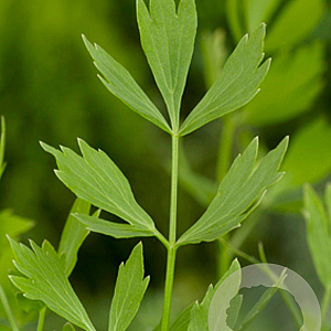 Levisticum officinale GM P9