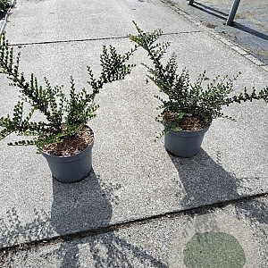 Cotoneaster horizontalis 40-60 cm 5,0L