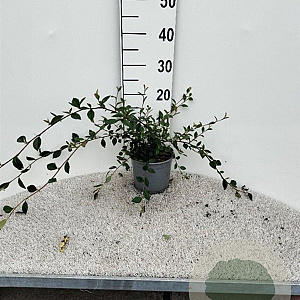 Cotoneaster lacteus 60-80 cm 2,0L