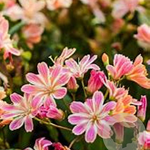 Lewisia Sunset Hybrids GM P9