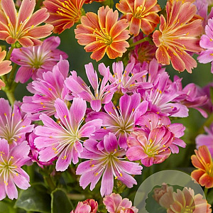 Lewisia Sunset Hybrids GM P9