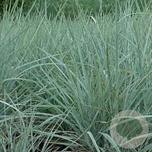 Leymus arenarius GM P9