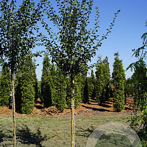 Crataegus media 'Paul's Scarlet' 8-10 HO draadkluit