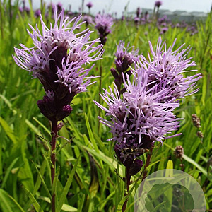 Liatris spicata GM P9
