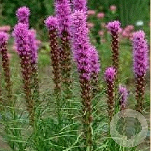 Liatris spicata GM P9
