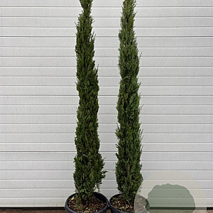 Cupressus sempervirens 175 cm container