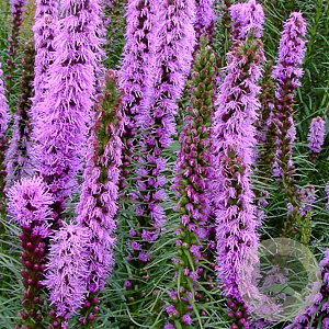Liatris spicata 'Floristan Violett' GM P9