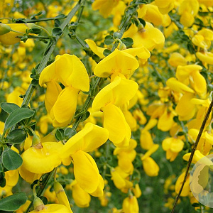 Cytisus scoparius 40-60 cm C1.5