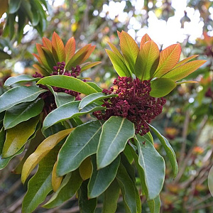 Daphniphyllum himalense macropodum 100-125 cm 25L
