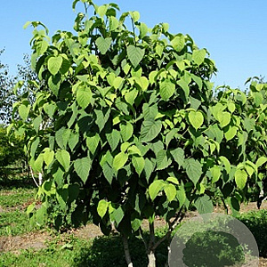Davidia involucrata 400-450 cm draadkluit meerstammig