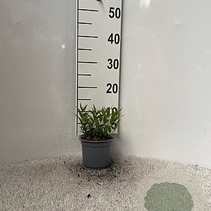 Deutzia gracilis 'Nikko' 10-15 cm C1.3