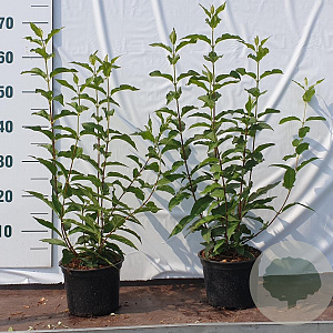 Deutzia lemoinei 30-50 cm 2,0L