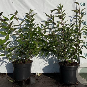 Deutzia rosea 40-60 cm 2,0L