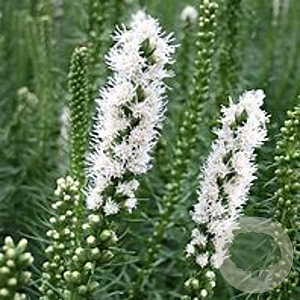 Liatris spicata 'Floristan Weiss' GM P9