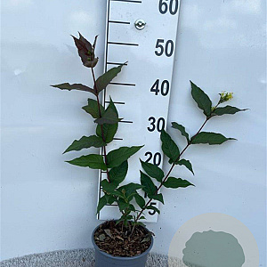 Diervilla splendens 40-60 cm 2,0L