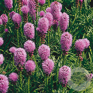Liatris spicata 'Kobold' GM P9