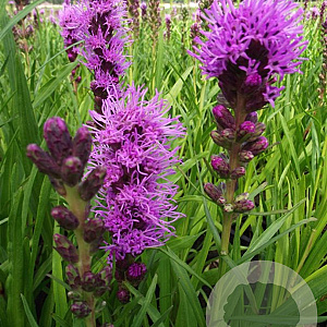 Liatris spicata 'Kobold' GM P9