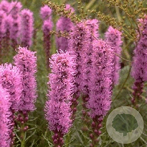 Liatris spicata 'Kobold' GM P9