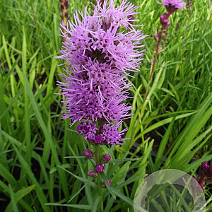 Liatris spicata 'Kobold' GM P9