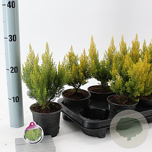 Erica arborea 'Estrella Gold' 10 cm P10,5