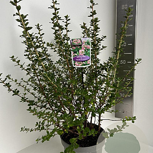 Escallonia 'Apple Blossom' 50-60 cm 5,0L